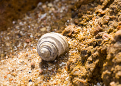 Austrocochlea constricta