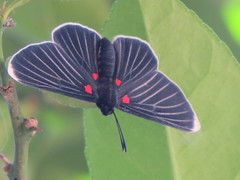Melanis acroleuca acroleuca