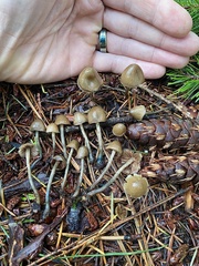 Psilocybe pelliculosa