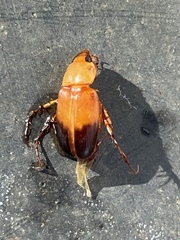 Phyllotocus macleayi