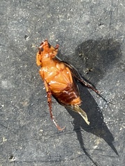 Phyllotocus macleayi