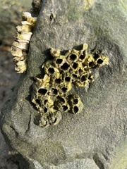 Amphibalanus improvisus