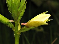 Eulophia parvilabris