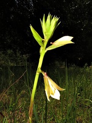 Eulophia parvilabris