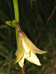 Eulophia parvilabris