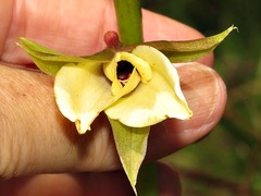 Eulophia parvilabris