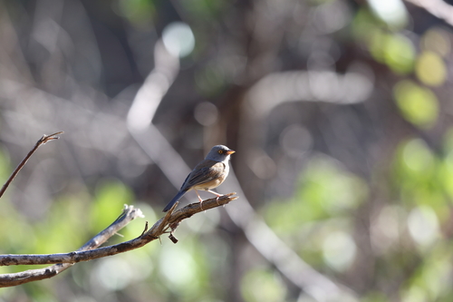 Junco bairdi