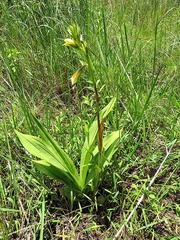 Eulophia parvilabris