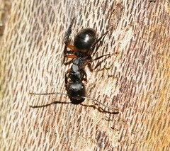 Polyrhachis femorata