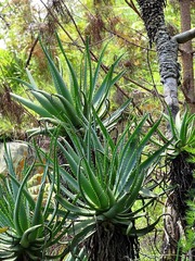 Aloe arborescens