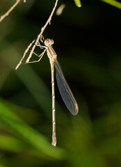 Austrolestes analis