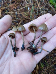 Psilocybe pelliculosa