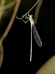 Austrolestes analis