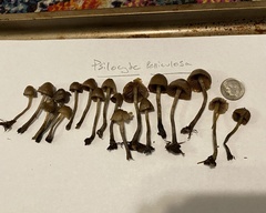 Psilocybe pelliculosa