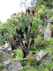 Aloe arborescens