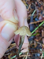 Psilocybe pelliculosa