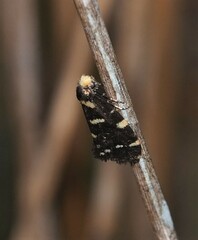 Lepidoscia confluens