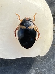 Chostonectes gigas