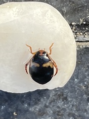 Chostonectes gigas