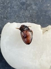 Chostonectes gigas