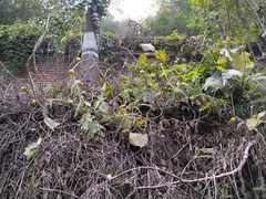 Solanum viarum