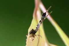 Stephanopis barbipes