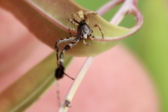 Stephanopis barbipes