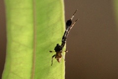 Stephanopis barbipes