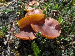 Rhodophana nitellina