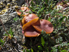 Rhodophana nitellina