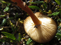 Rhodophana nitellina