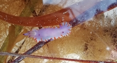 Mexichromis macropus