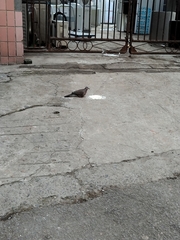 Streptopelia chinensis