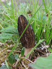 Morchella angusticeps