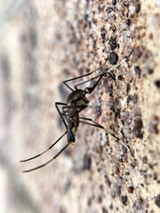 Toxorhynchites speciosus