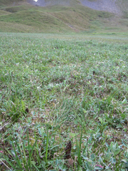 Morchella angusticeps