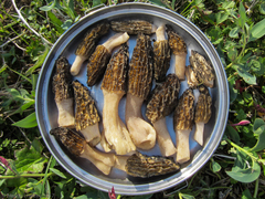 Morchella angusticeps