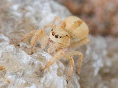 Pseudomogrus zhilgaensis