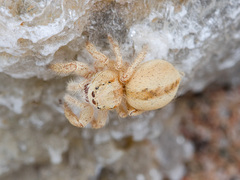 Pseudomogrus zhilgaensis