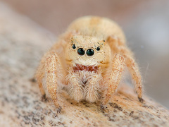 Pseudomogrus zhilgaensis