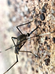 Toxorhynchites speciosus