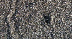 Anoteropsis litoralis