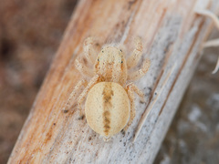 Pseudomogrus zhilgaensis