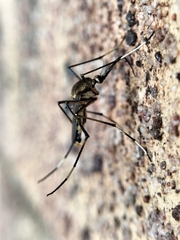 Toxorhynchites speciosus