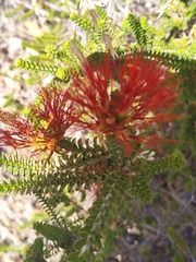 Melaleuca aestiva