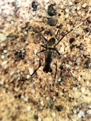 Toxorhynchites speciosus
