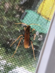 Cryptocheilus bicolor