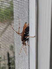 Cryptocheilus bicolor