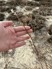 Schizachyrium littorale