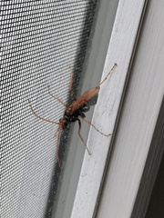 Cryptocheilus bicolor